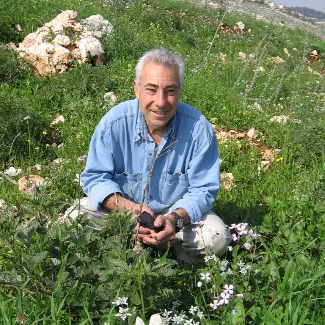 אריה, 84
